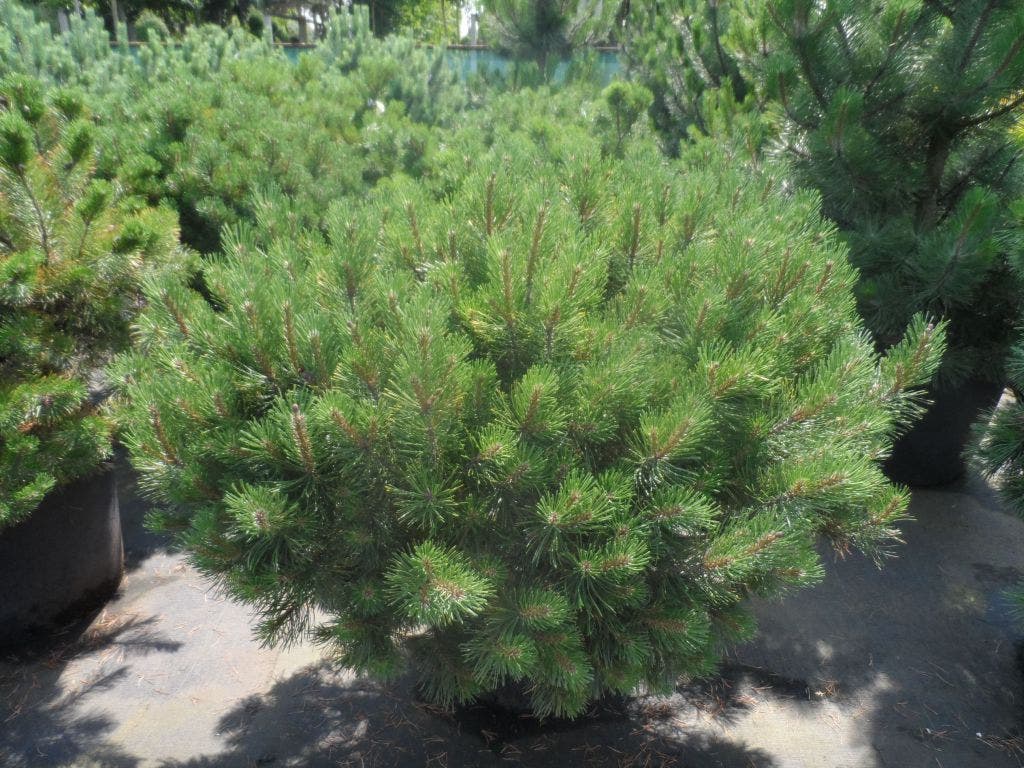  Bergden (Pinus Mugo Mughus)