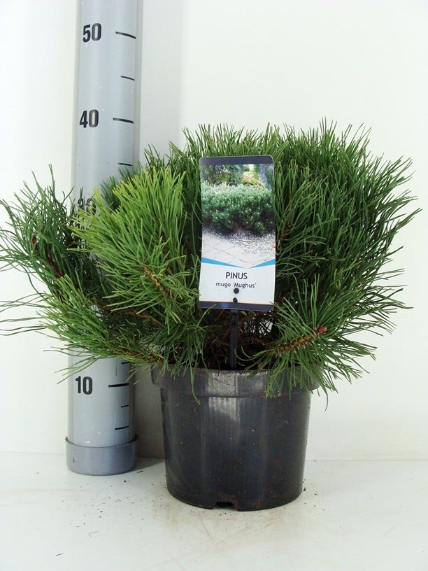  Bergden (Pinus Mugo Mughus)