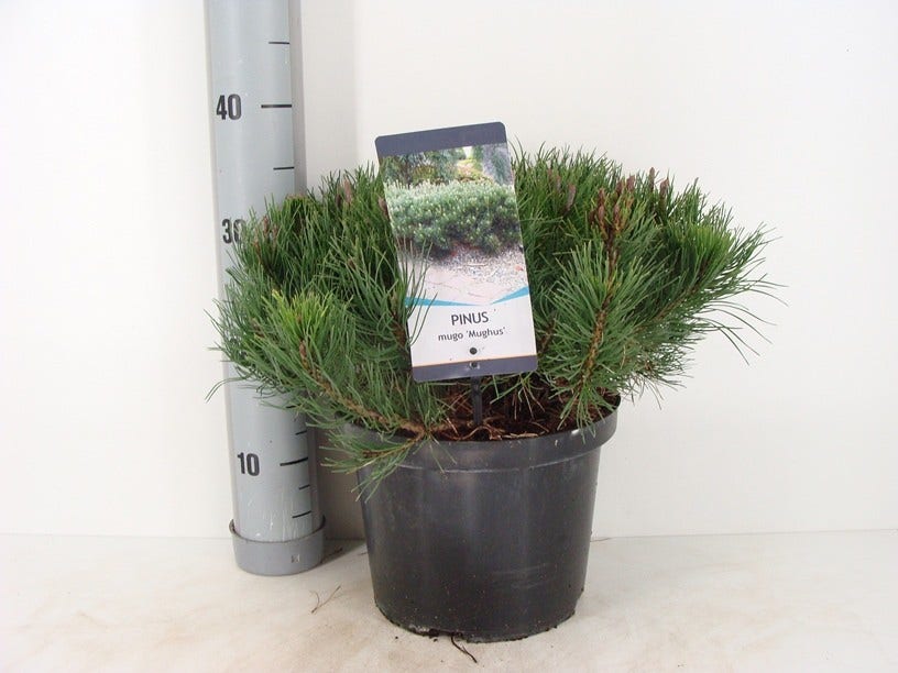  Bergden (Pinus Mugo Mughus)