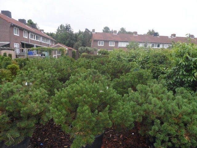  Bergden (Pinus Mugo Mughus)