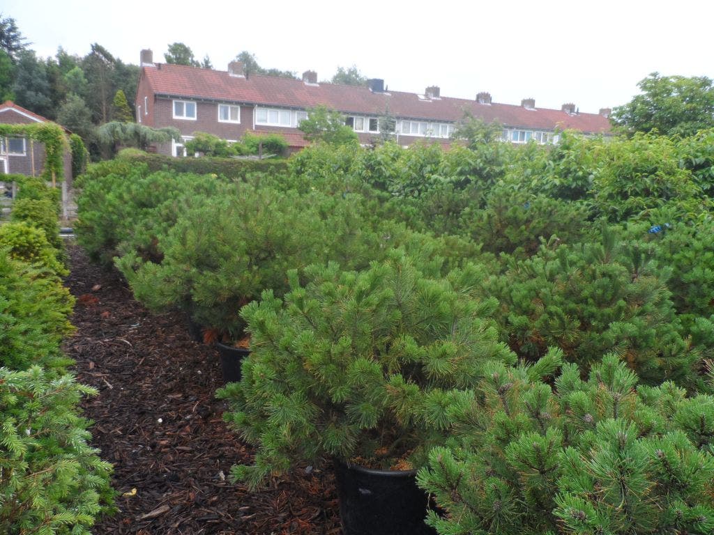  Bergden (Pinus Mugo Mughus)