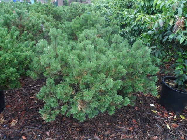  Bergden (Pinus Mugo Mughus)