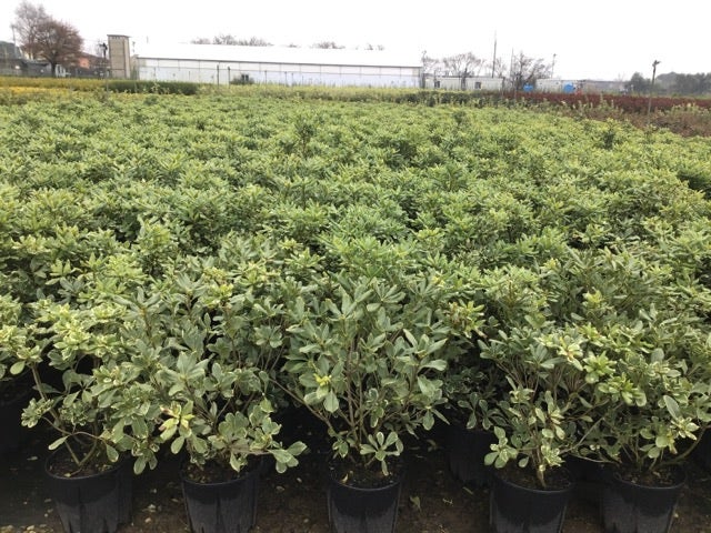  Australische Laurier (Pittosporum Tobira 'Variegatum')