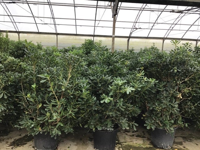  Australische Laurier (Pittosporum Tobira)