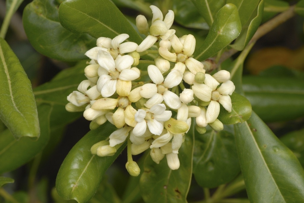  Australische Laurier (Pittosporum Tobira)