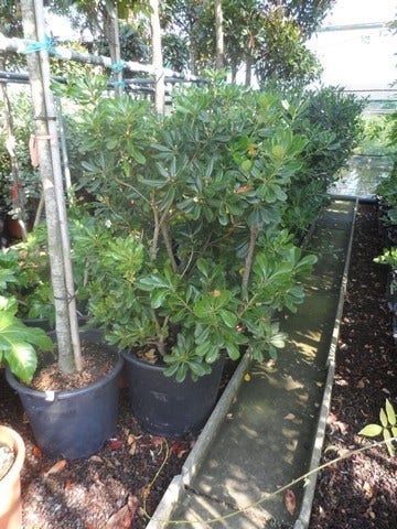  Australische Laurier (Pittosporum Tobira)