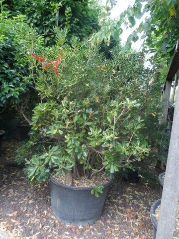  Australische Laurier (Pittosporum Tobira)