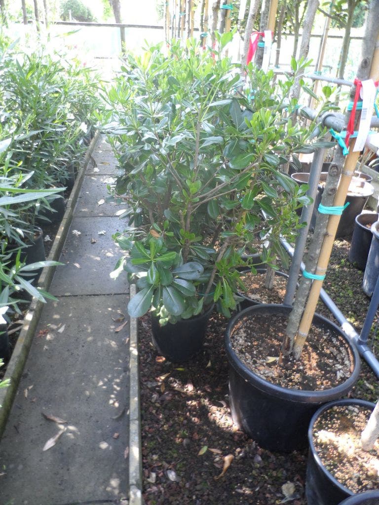  Australische Laurier (Pittosporum Tobira)