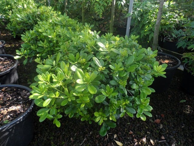  Australische Laurier (Pittosporum Tobira 'Nanum')