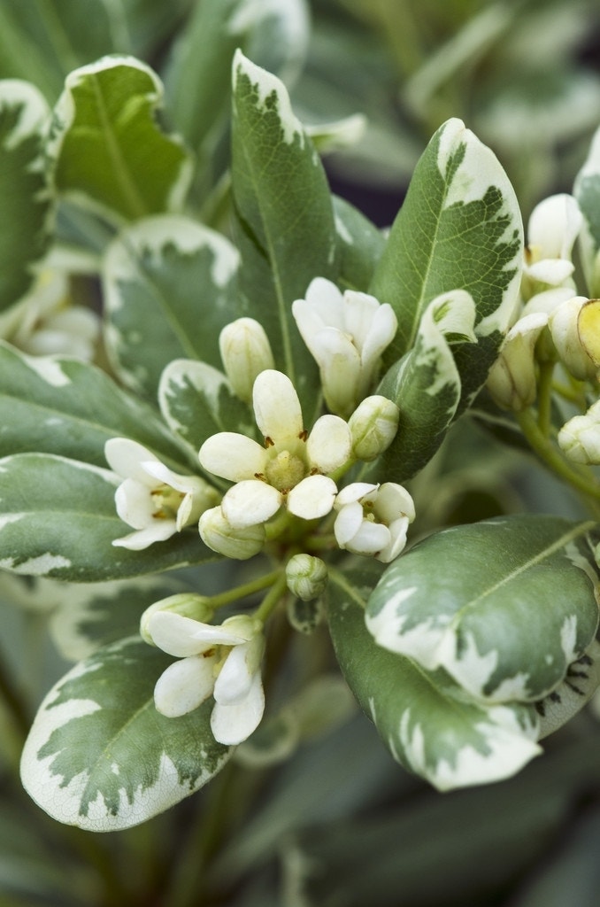  Australische Laurier (Pittosporum Tobira 'Variegatum')