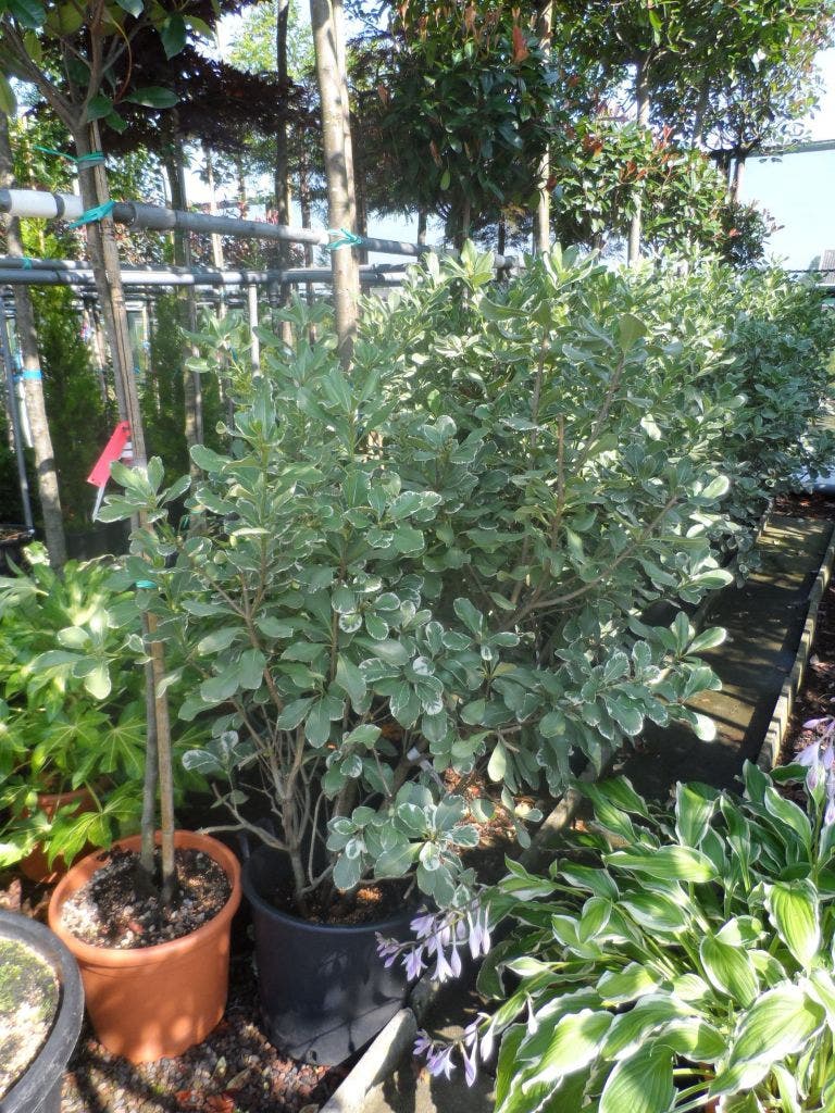  Australische Laurier (Pittosporum Tobira 'Variegatum')