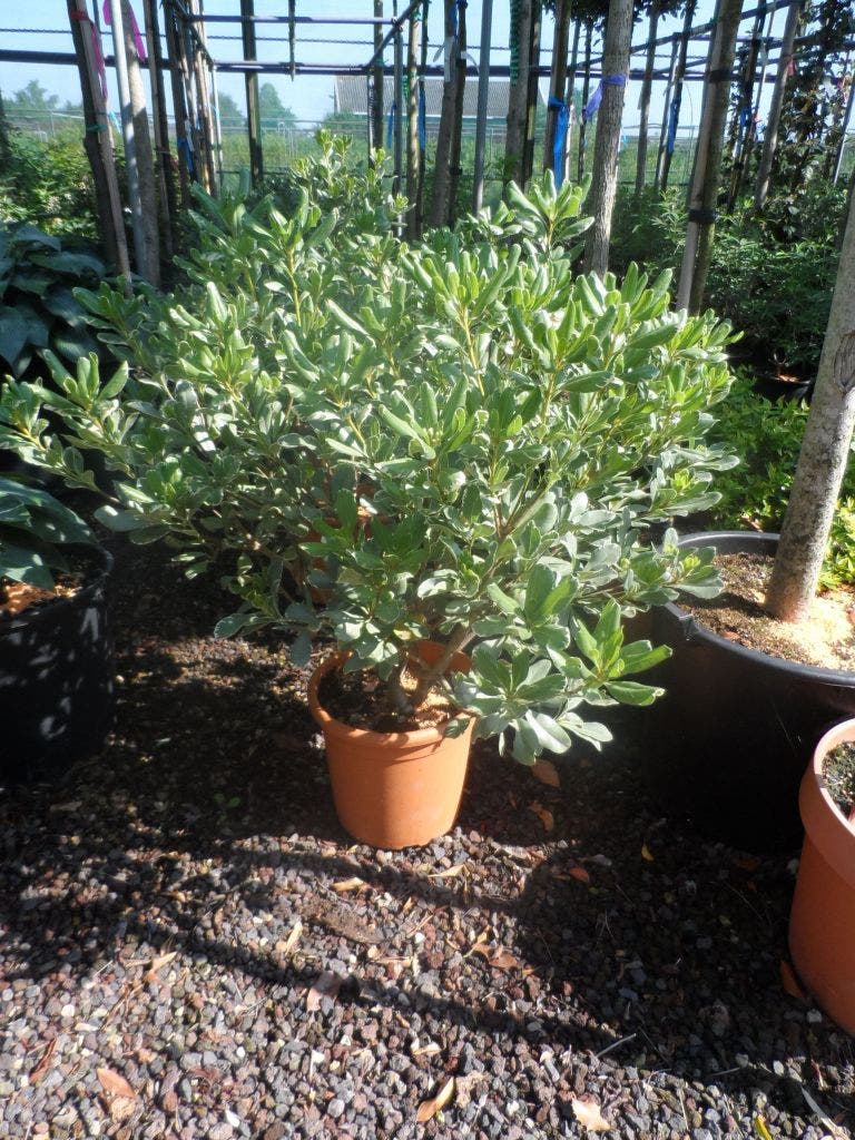  Australische Laurier (Pittosporum Tobira 'Variegatum')