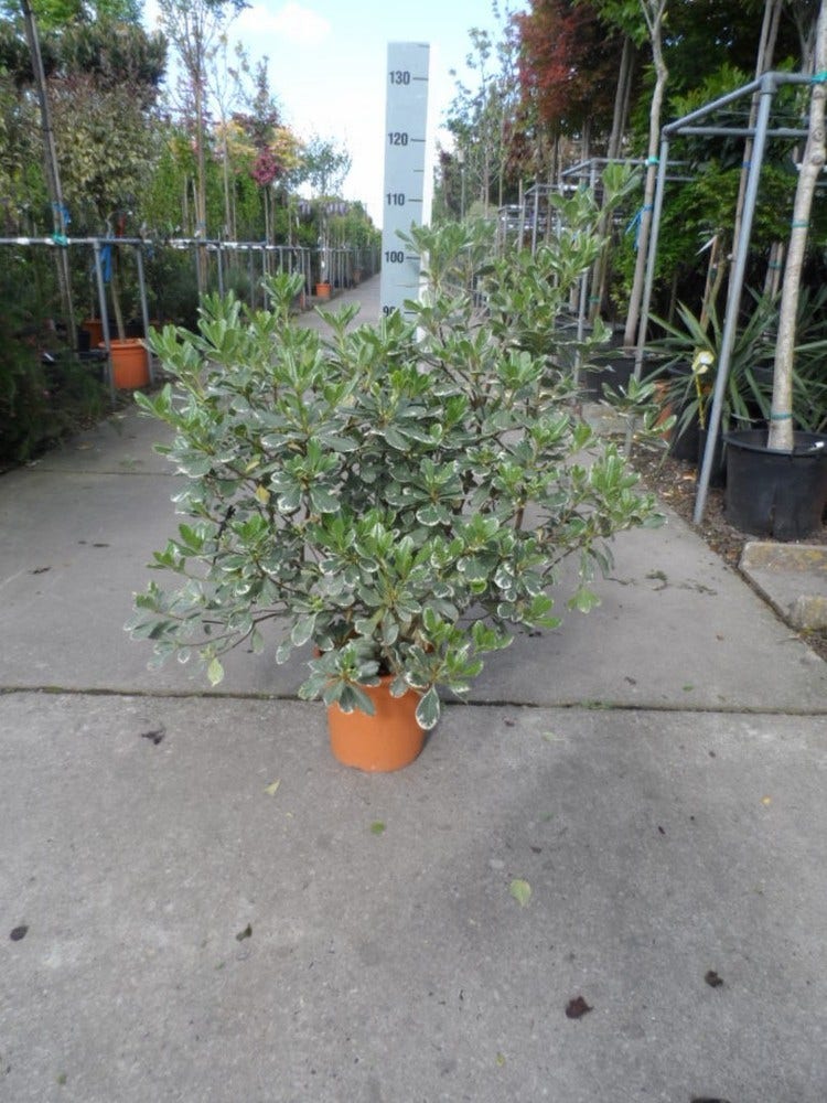  Australische Laurier (Pittosporum Tobira 'Variegatum')