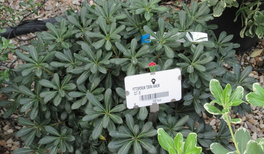  Australische Laurier (Pittosporum Tobira 'Nanum')