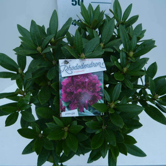  Rhododendron (Rhododendron 'Polarnacht')