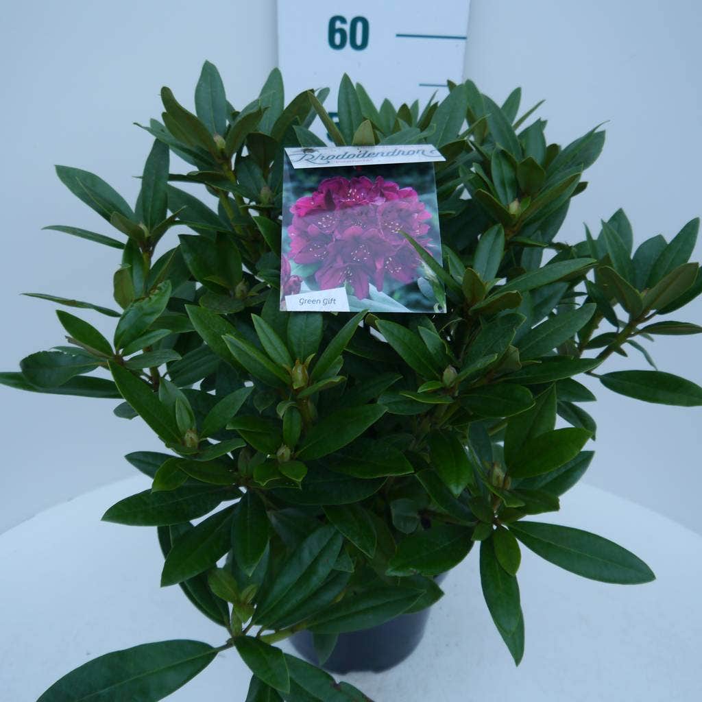  Rhododendron (Rhododendron 'Polarnacht')