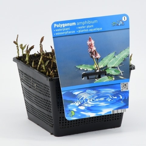  Veenwortel (Polygonum Amphibium)