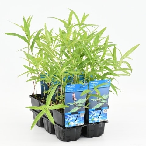  Veenwortel (Polygonum Amphibium)
