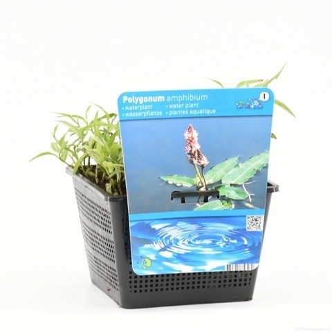  Veenwortel (Polygonum Amphibium)