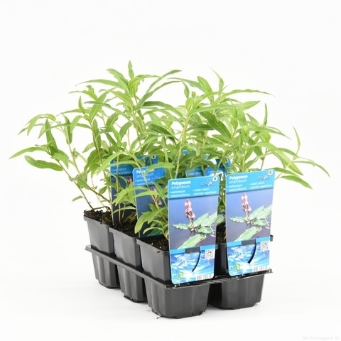  Veenwortel (Polygonum Amphibium)