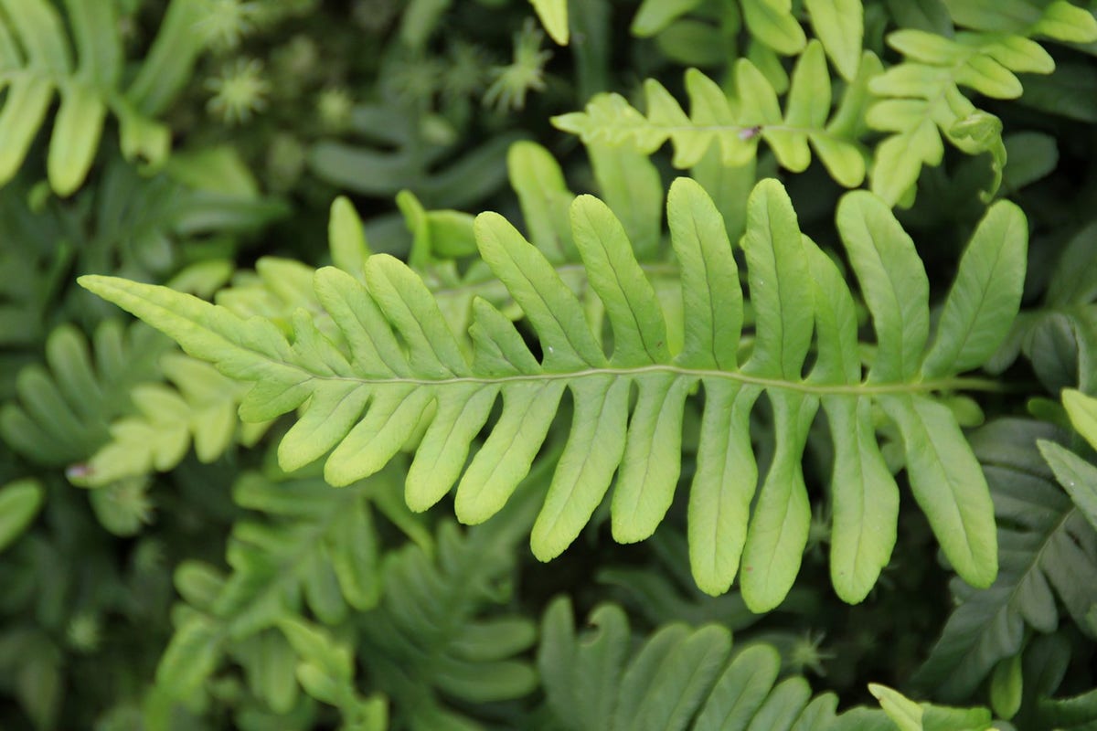  Eikvaren (Polypodium Vulgare)
