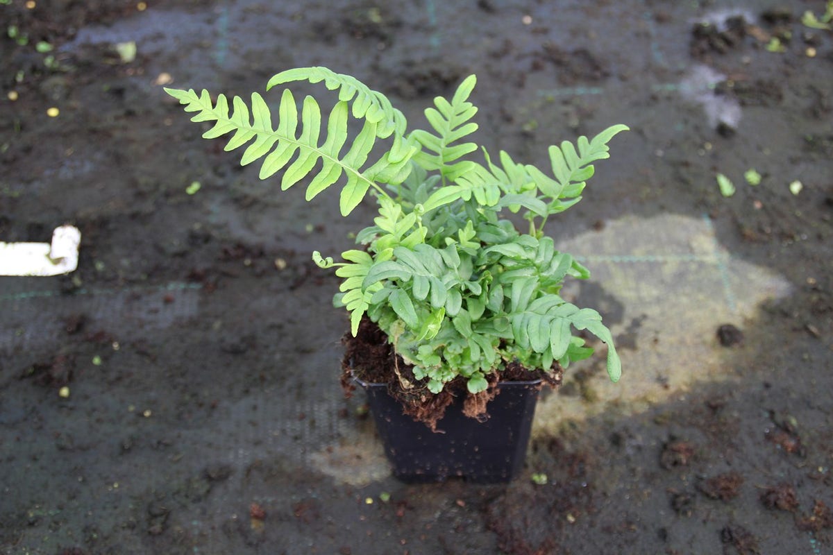  Eikvaren (Polypodium Vulgare)