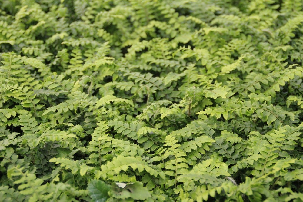  Niervaren (Polystichum Polyblepharum)