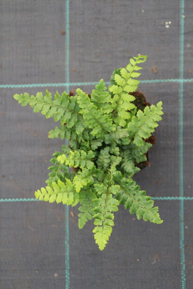  Niervaren (Polystichum Polyblepharum)