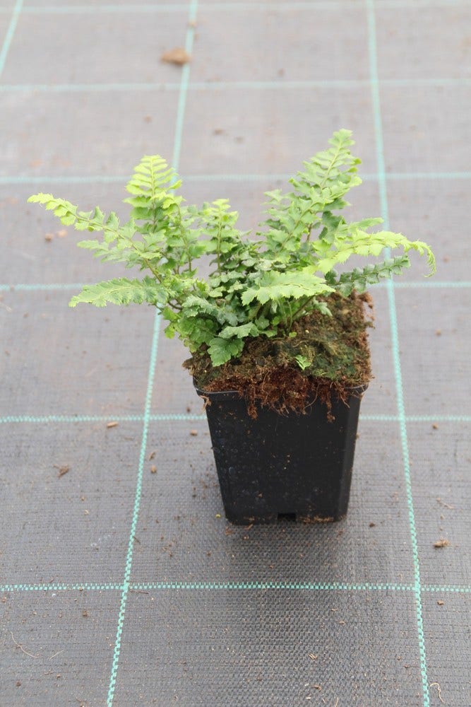  Niervaren (Polystichum Polyblepharum)