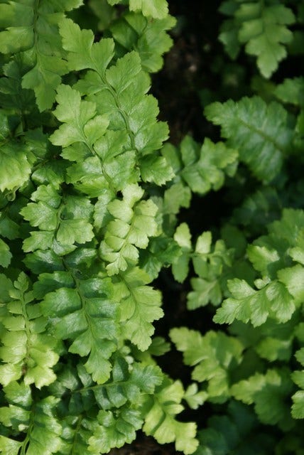  Niervaren (Polystichum Polyblepharum)