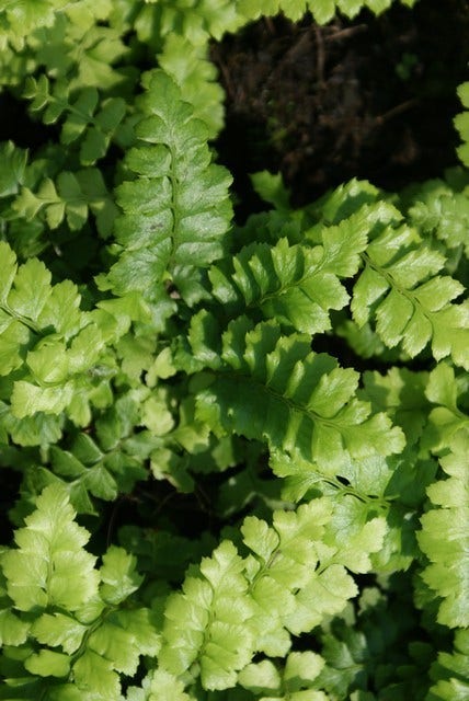  Niervaren (Polystichum Polyblepharum)