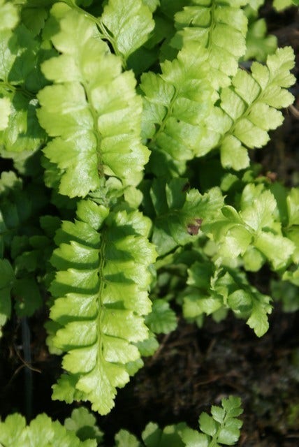  Niervaren (Polystichum Polyblepharum)