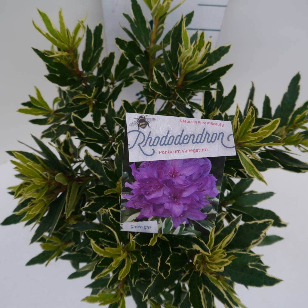  Bosrhododendron (Rhododendron Ponticum 'Variegatum')
