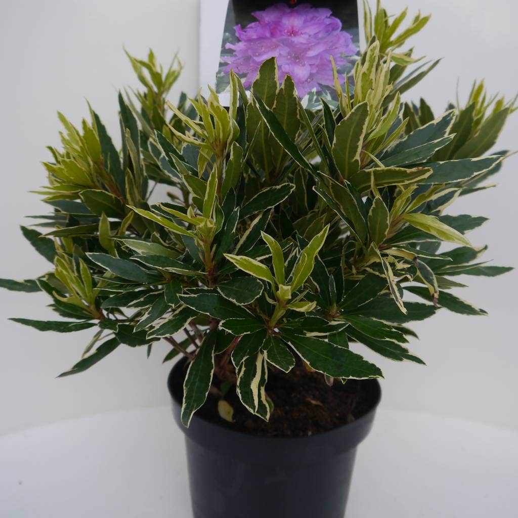  Bosrhododendron (Rhododendron Ponticum 'Variegatum')