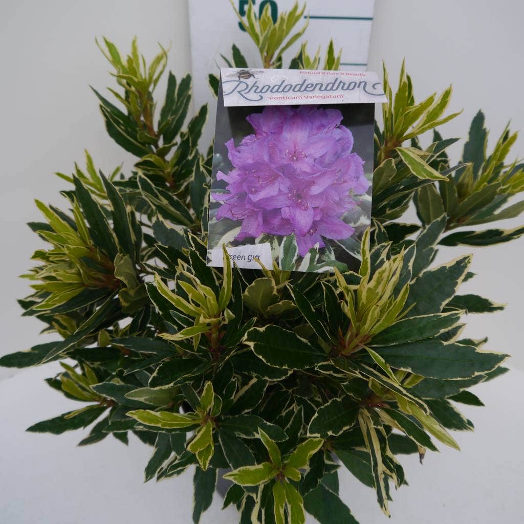  Bosrhododendron (Rhododendron Ponticum 'Variegatum')