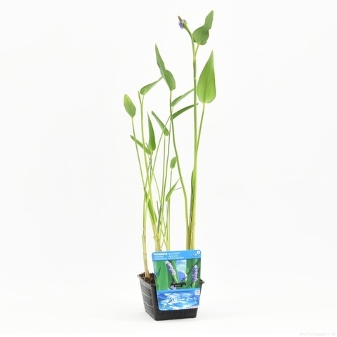  Reuze Snoekkruid (Pontederia Cordata 'Lanceolata')