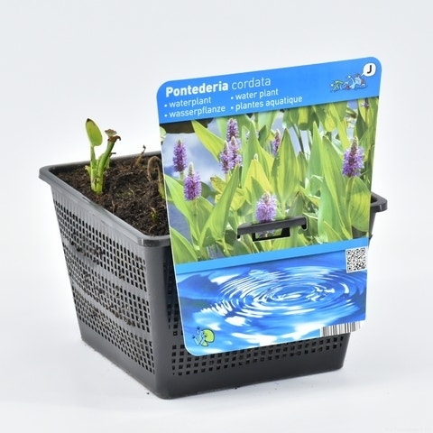  Snoekkruid (Pontederia Cordata)
