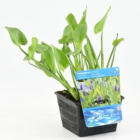  Snoekkruid (Pontederia Cordata)