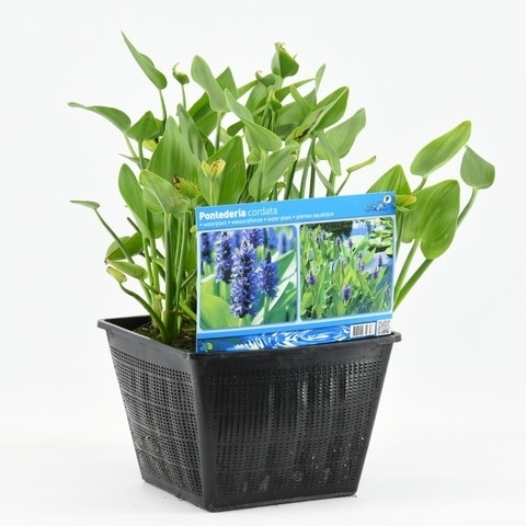  Snoekkruid (Pontederia Cordata)