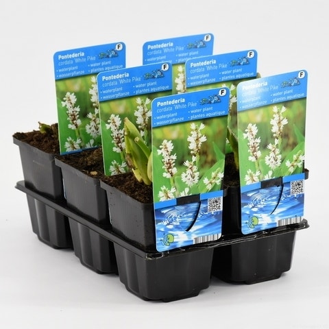  Wit Snoekkruid (Pontederia Cordata 'Alba')