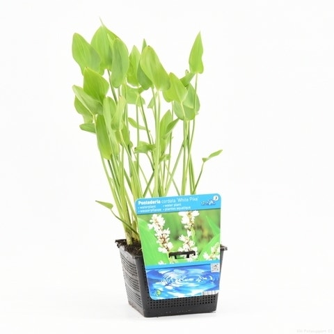  Wit Snoekkruid (Pontederia Cordata 'Alba')