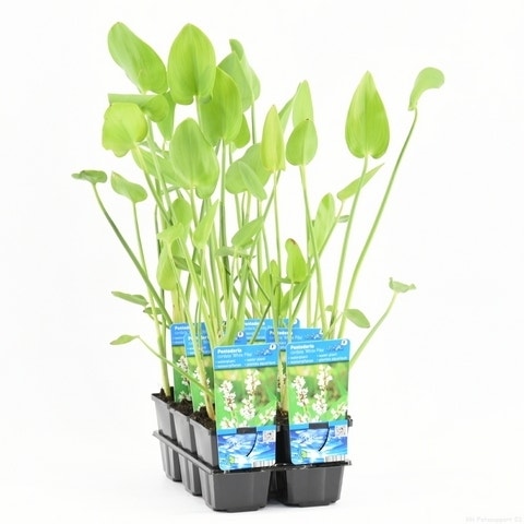  Wit Snoekkruid (Pontederia Cordata 'Alba')