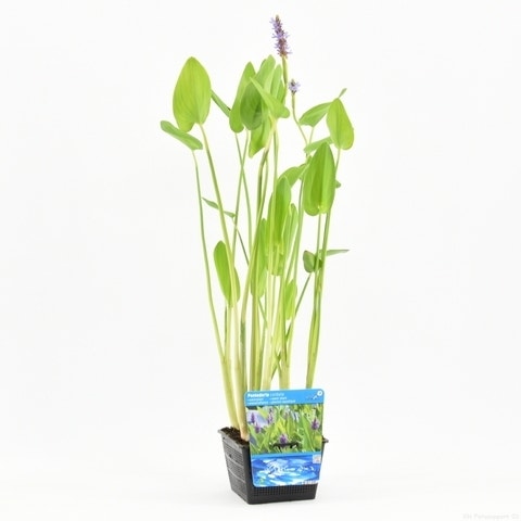  Snoekkruid (Pontederia Cordata)