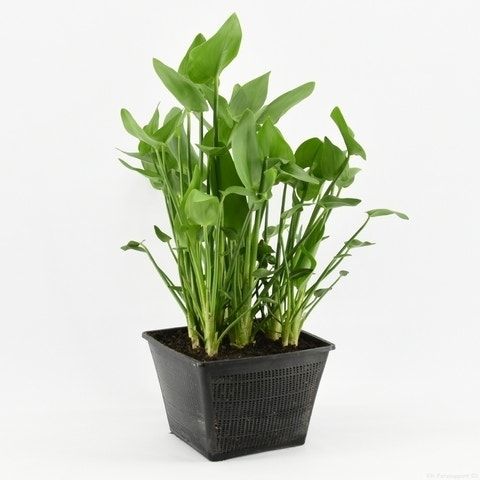  Snoekkruid (Pontederia Cordata)
