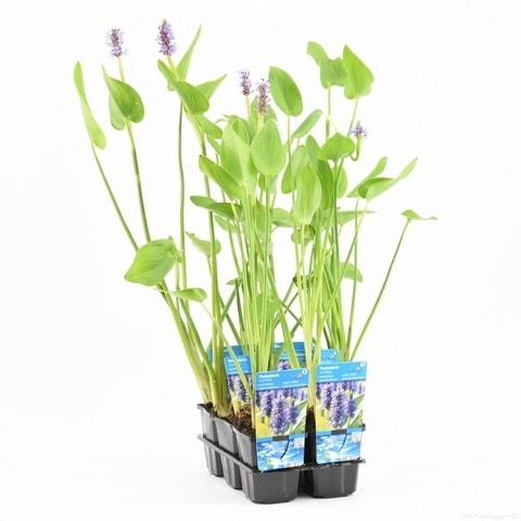  Snoekkruid (Pontederia Cordata)