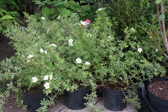  Ganzerik (Potentilla Fruticosa 'Abbotswood')