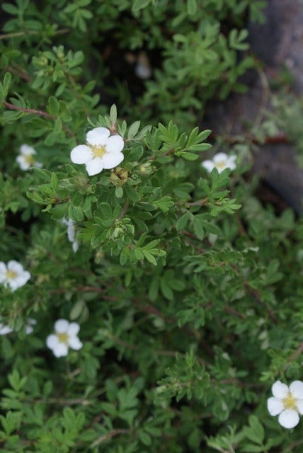  Ganzerik (Potentilla Fruticosa 'Abbotswood')