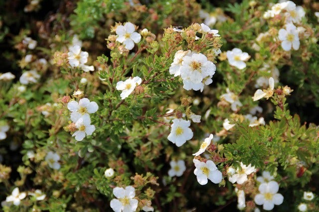  Ganzerik (Potentilla Fruticosa 'Abbotswood')