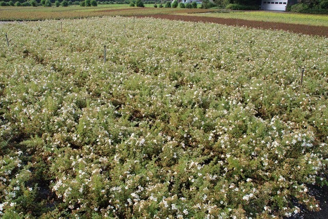  Ganzerik (Potentilla Fruticosa 'Abbotswood')