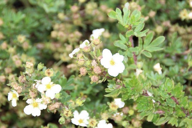  Ganzerik (Potentilla Fruticosa 'Abbotswood')